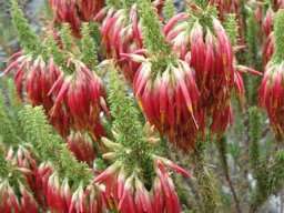 Erica coccinea subsp. coccinea